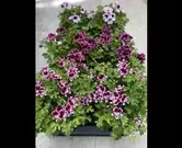 Pelargonium 'mosquitoway'
