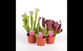 Sarracenia in soorten