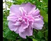 Hibiscus syriacus 'ardens'
