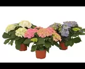 Hydrangea macrophylla