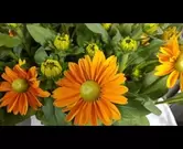 Rudbeckia hirta 'sunbeckia ophelia'