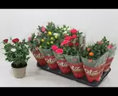 Kamer- en tuinroos