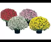Bolchrysant