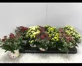 Chrysant gemengd
