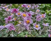 Anemone hupehensis