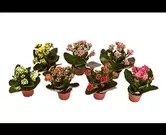 Kalanchoe gemengd