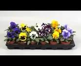 Viooltjes grootbloemig F1