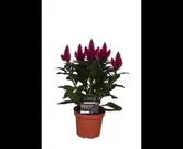 Celosia in soorten