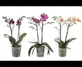 Phalaenopsis gemengd 2 tot 3 bloemstelen