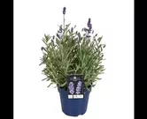 Lavandula angustifolia 'hidcote'
