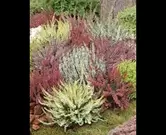 Calluna garden girls ® in soorten