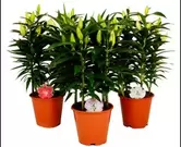 Lilium of aziatische lelie