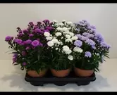 Aster wintervast