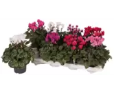 Cyclamen gemengd patio