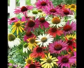 Echinacea purpurea in soorten