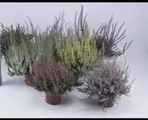 Calluna garden girls ® in soorten