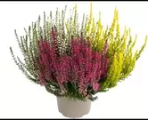 Calluna 'garden girls trio girls'