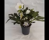 Helleborus niger 'christmas carol'
