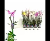 Phalaenopsis gemengd 3 bloemstelen
