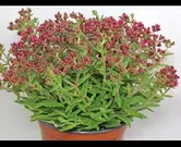 Crassula schmidtii
