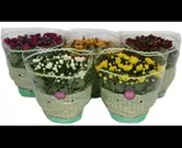 Chrysant gemengd