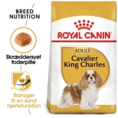 Cavalier King Charles Adult 1,5 kg