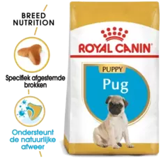 Mops Puppy 1,5 kg