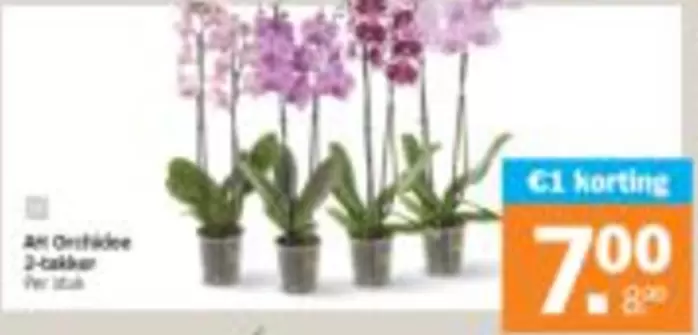 Art Orchidee