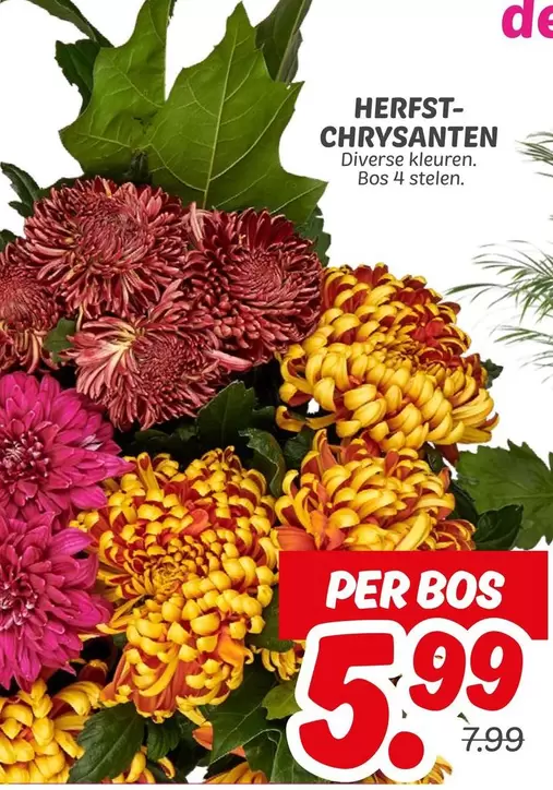 De - HERFST-CHRYSANTEN