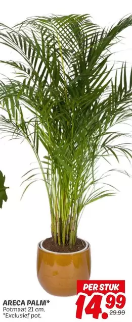 Palm - ARECA PALM