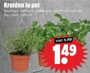 plant - Kruiden in pot