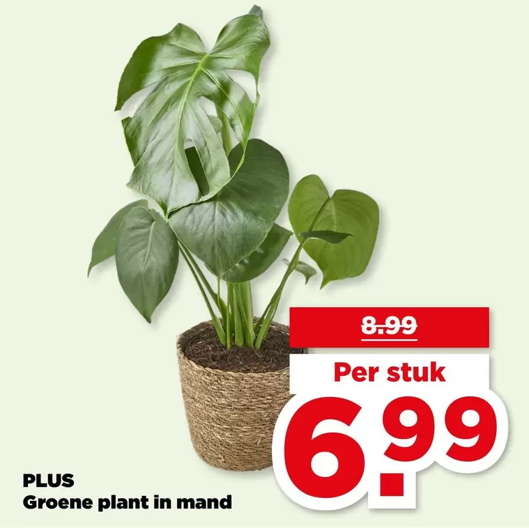 plant - Groene  in mand