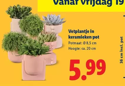Vetplantje in keramieken pot