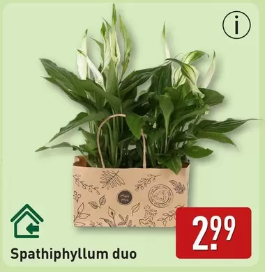 Mix - Spathiphyllum duo