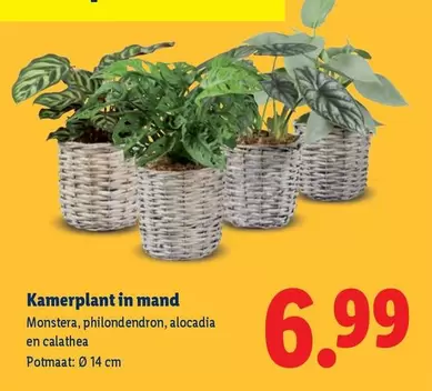 Kamerplant in mand