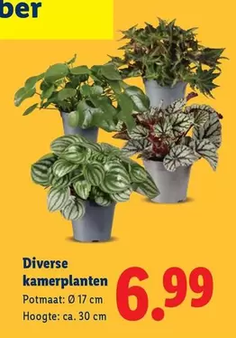 Diverse kamerplanten