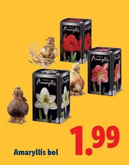 Amaryllis bol