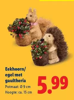 Eekhoorn/ egel met gaultheria