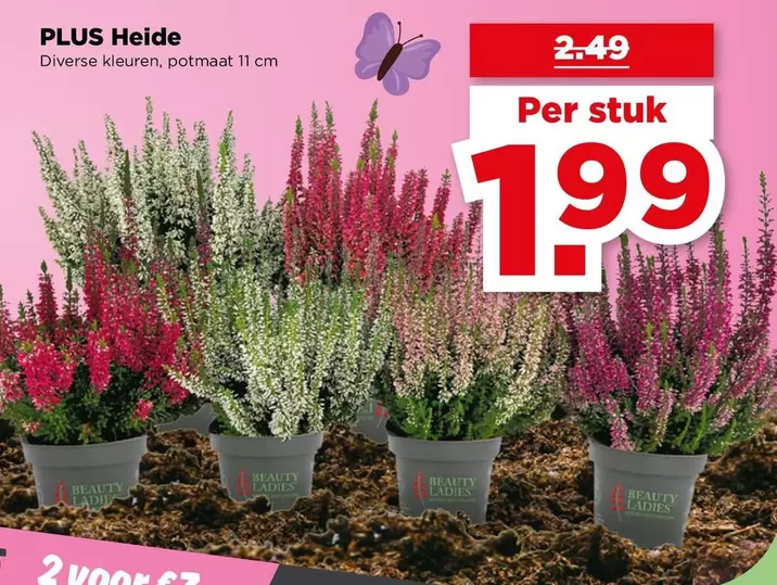 Beauty - Heide