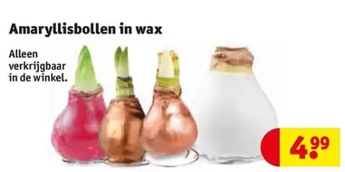 De - Amaryllisbollen in wax