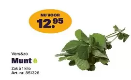 Munt