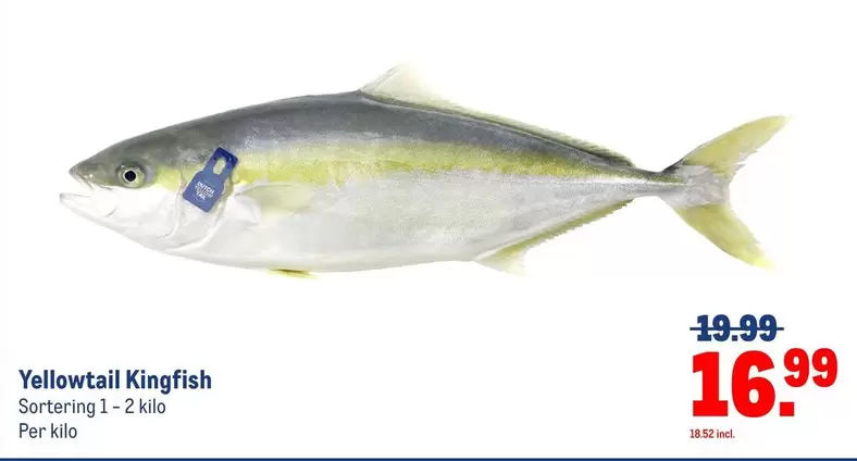 Dutch - Yellowtail Kingfish