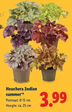 Summer - Heuchera Indian summer