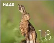 HAAS