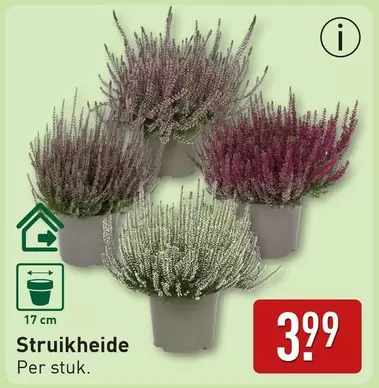 Struikheide