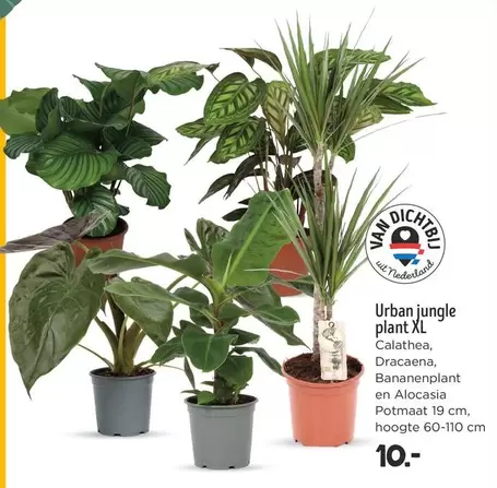 Jungle - Urban jungle plant XL