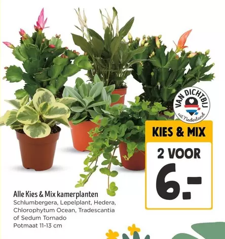 Mix - Kies &  kamerplanten