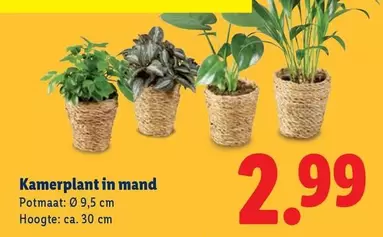 Kamerplant in mand