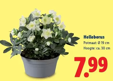 Helleborus
