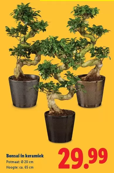 Bonsai in keramiek